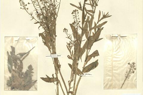 Capsella x gracilis Gren. -  RO-HSepv 13110 photo