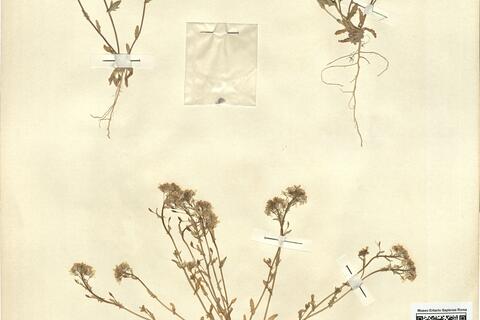 Ionopsidium abulense (Pau) Rothm. -  RO-HSepv 12195 photo