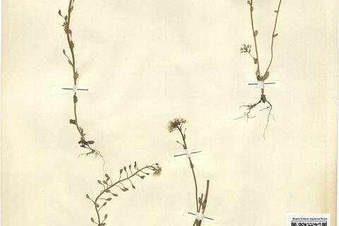 Ionopsidium abulense (Pau) Rothm. -  RO-HSepv 12196 photo