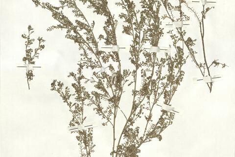 Coronopus didymus (L.) Sm.  -  RO-HSepv 16948 photo