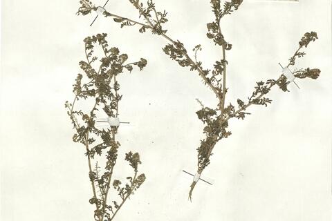 Coronopus didymus (L.) Sm.  -  RO-HSepv 17930 photo