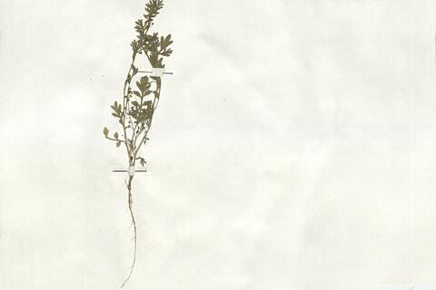 Coronopus didymus (L.) Sm.  -  RO-HSepv 18998 photo