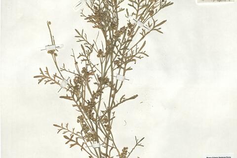 Coronopus squamatus (Forssk.) Aschers. -  RO-HSepv 18999 photo