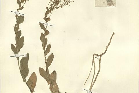 Cardaria draba (L.) Desv. -  RO-HSepv 13116 photo