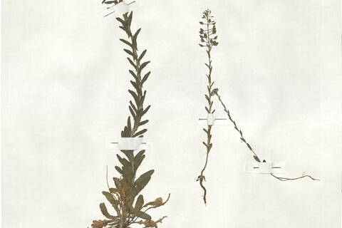 Lepidium campestre (L.) R. Brown -  RO-HSepv 19015 photo