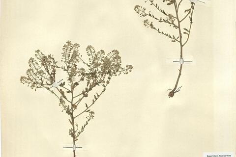 Lepidium cardamines L. -  RO-HSepv 11265 photo