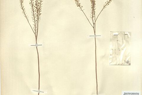 Lepidium densiflorum Schrad. -  RO-HSepv 12198 photo