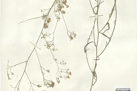 Lepidium graminifolium L. -  RO-HSepv 14087 photo