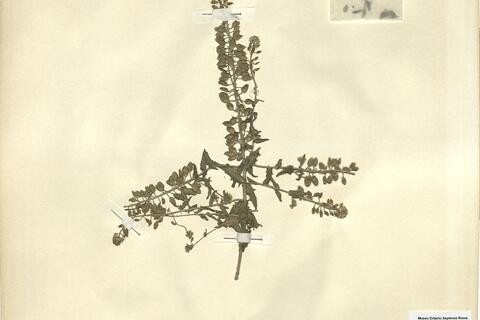 Lepidium heterophyllum Bentham -  RO-HSepv 12199 photo