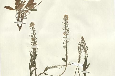 Lepidium hirtum (L.) Sm. subsp. dhayense (Munby) Thell. var. dhayense -  RO-HSepv 13135 photo