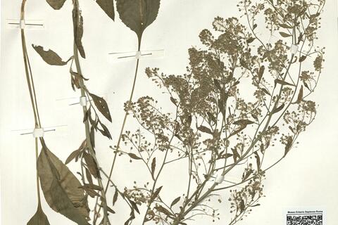 Lepidium latifolium L. -  RO-HSepv 15075 photo