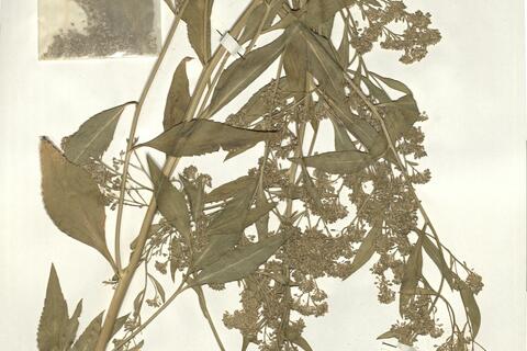 Lepidium latifolium L.  -  RO-HSepv 16068 photo