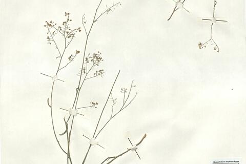 Lepidium lyratum L. -  RO-HSepv 16958 photo