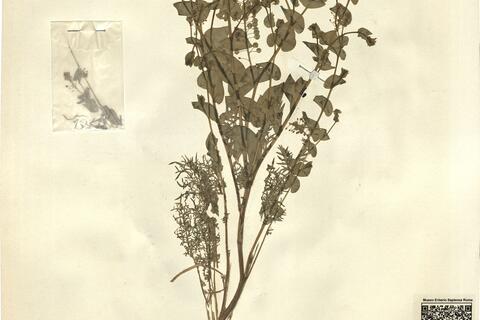 Lepidium perfoliatum L. -  RO-HSepv 11266 photo