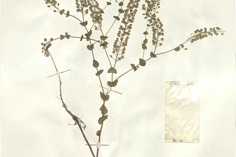 Lepidium perfoliatum L. -  RO-HSepv 15076 photo