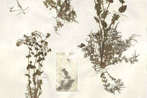 Lepidium perfoliatum L. -  RO-HSepv 15077 photo