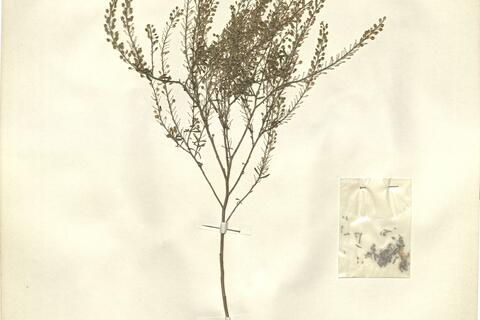 Lepidium ruderale L. -  RO-HSepv 12200 - immagine 2