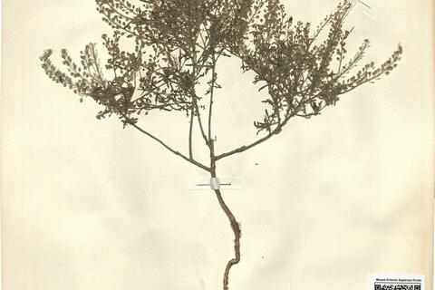 Lepidium ruderale L. -  RO-HSepv 12200 photo