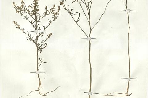 Lepidium ruderale L. -  RO-HSepv 17938 photo