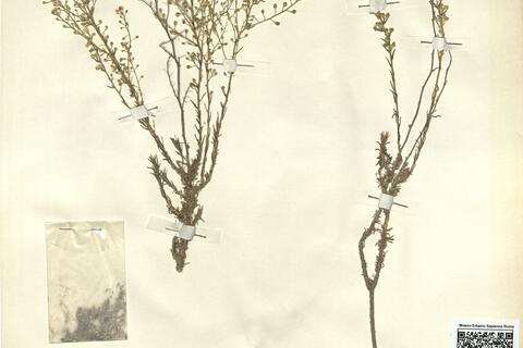 Lepidium subulatum L. -  RO-HSepv 12201 photo