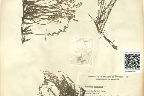 Lepidium subulatum L. -  RO-HSepv 12202 photo