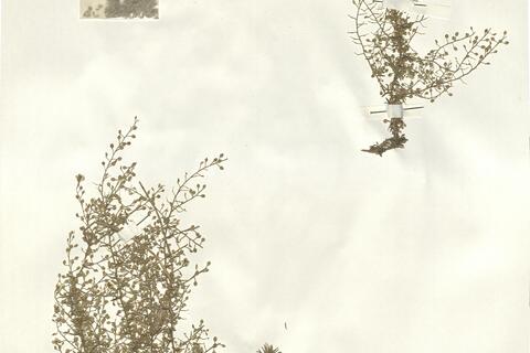 Lepidium subulatum L. -  RO-HSepv 14088 photo