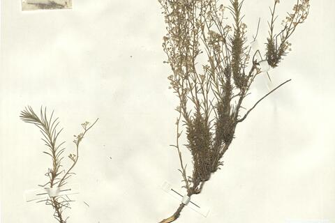 Lepidium subulatum L. -  RO-HSepv 15078 photo