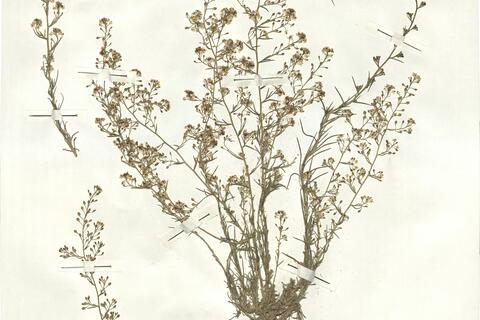 Lepidium subulatum L. -  RO-HSepv 16959 photo