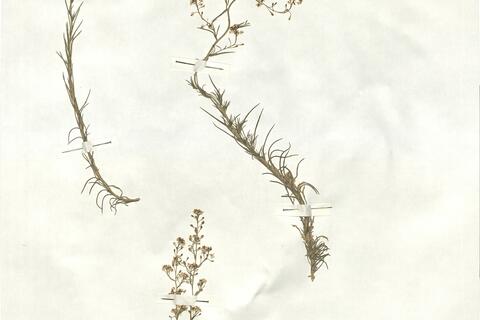 Lepidium subulatum L. -  RO-HSepv 16959 - immagine 2