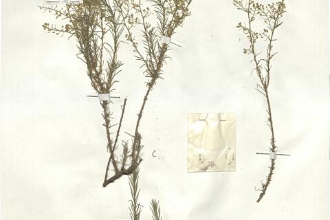 Lepidium subulatum L. -  RO-HSepv 17939 photo