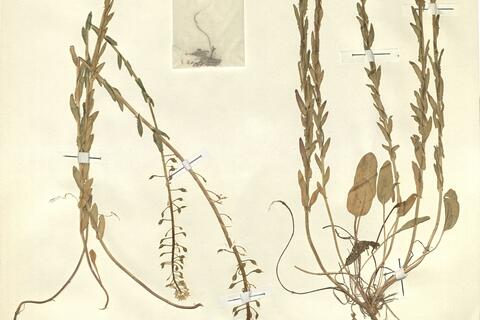 Lepidium villarsii Gren. & Godr. subsp. reverchonii (Debeaux) Breistr. -  RO-HSepv 11267 photo