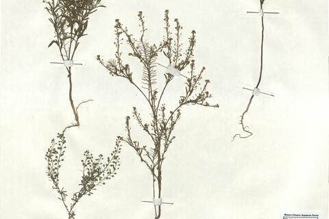 Lepidium virginicum L. -  RO-HSepv 17940 photo