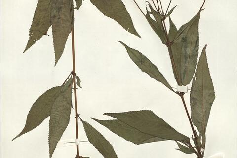 Impatiens glandulifera Royle -  RO-HSepv 14259 photo