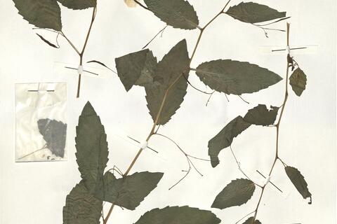 Impatiens noli-tangere L. -  RO-HSepv 14260 photo