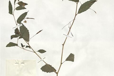 Impatiens noli-tangere L. -  RO-HSepv 19217 - immagine 2