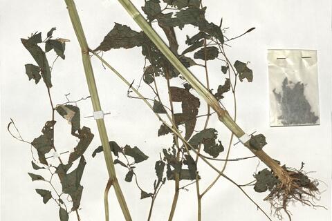 Impatiens noli-tangere L. -  RO-HSepv 19217 photo