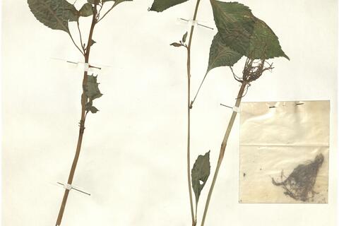 Impatiens parviflora DC. -  RO-HSepv 12330 photo