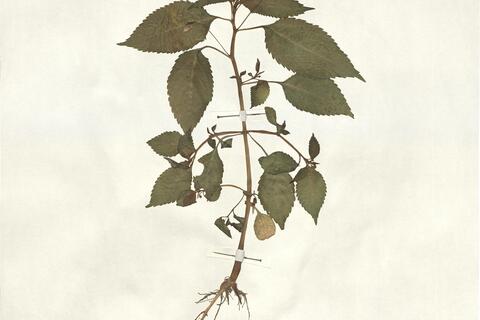 Impatiens parviflora DC. -  RO-HSepv 13305 photo