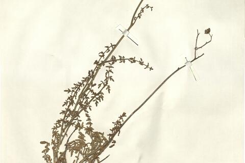 Ruta angustifolia Pers. -  RO-HSepv 12327 - immagine 2