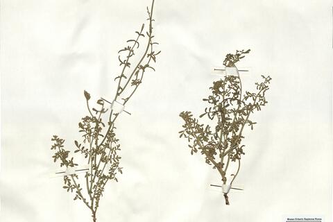 Ruta angustifolia Pers. -  RO-HSepv 17176 - immagine 2