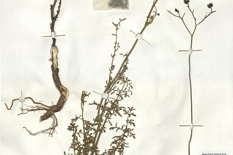 Ruta angustifolia Pers. -  RO-HSepv 17176 photo