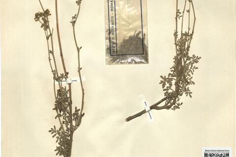 Ruta chalepensis L. -  RO-HSepv 11428 photo