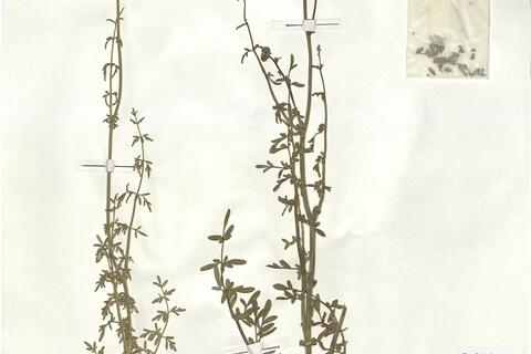 Ruta chalepensis L. -  RO-HSepv 18143 photo