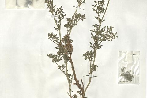 Ruta chalepensis L. -  RO-HSepv 19208 photo