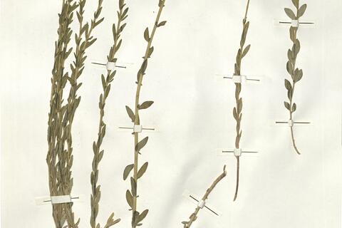 Haplophyllum linifolium (L.) G. Don f. -  RO-HSepv 15278 photo