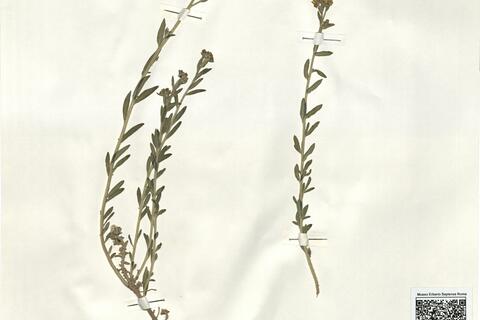 Haplophyllum linifolium (L.) G. Don f. -  RO-HSepv 16242 photo