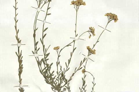 Haplophyllum linifolium (L.) G. Don f. subsp. rosmarinifolium (Pers.) O. Bolòs & Vigo -  RO-HSepv 17174 photo