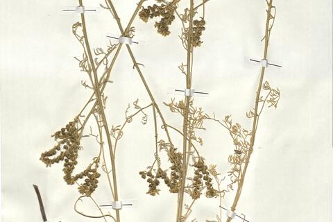 Ruta montana (L.) L. -  RO-HSepv 18144 photo