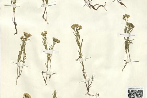 Haplophyllum patavinum (L.) G. Don f. -  RO-HSepv 12326 photo