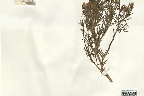 Peganum harmala L. -  RO-HSepv 14227 photo